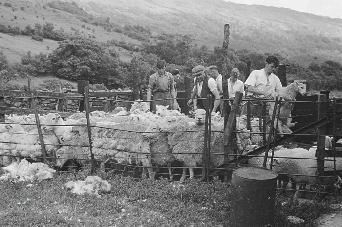 Framed Print : Sheep Shearing In Snowdonia Framed Print : Sheep Shearing In Snowdonia