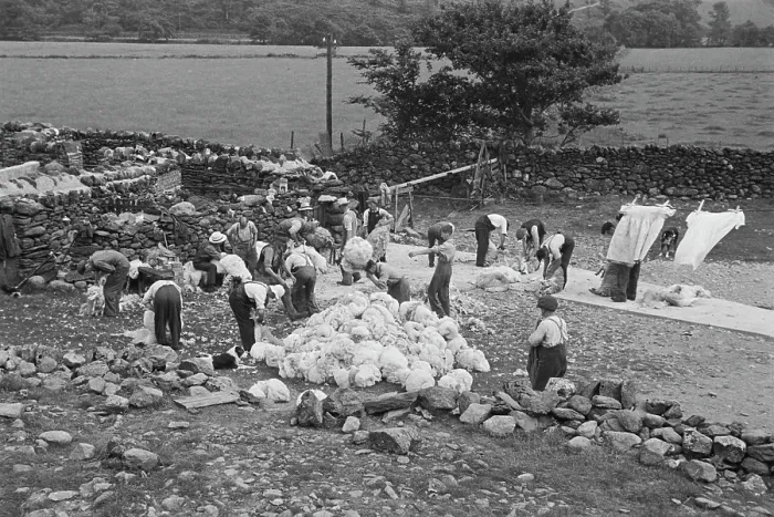 Framed Print : Sheep Shearing In Snowdonia Framed Print : Sheep Shearing In Snowdonia
