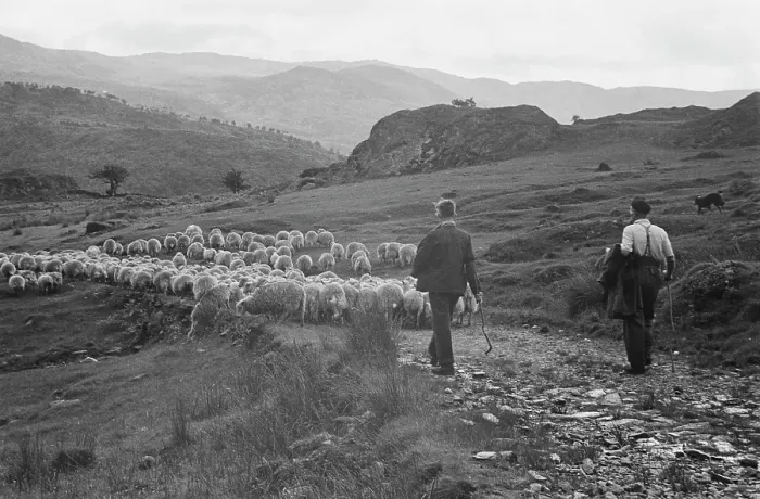 Framed Print : Sheep Shearing In Snowdonia Framed Print : Sheep Shearing In Snowdonia