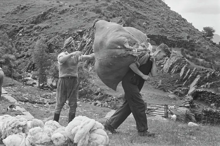 Framed Print : Sheep Shearing In Snowdonia