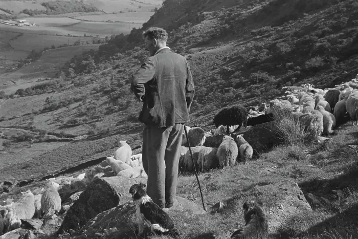 Framed Print : Sheep Shearing In Snowdonia