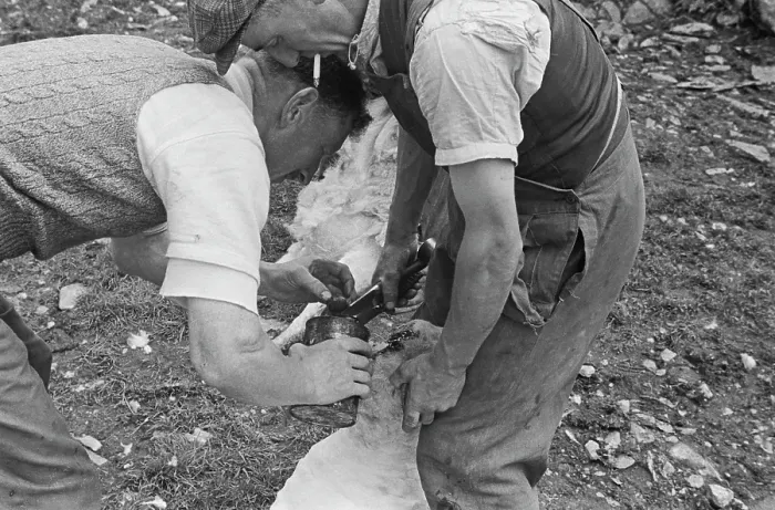 Framed Print : Sheep Shearing In Snowdonia Framed Print : Sheep Shearing In Snowdonia