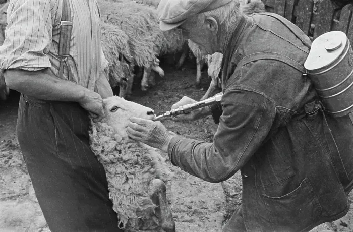 Framed Print : Sheep Shearing In Snowdonia Framed Print : Sheep Shearing In Snowdonia