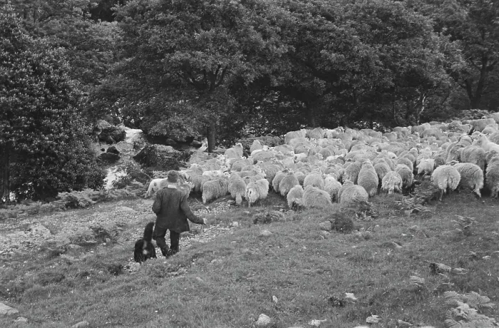 Framed Print : Sheep Shearing In Snowdonia