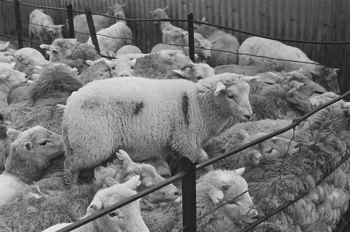 Framed Print : Sheep Shearing In Snowdonia