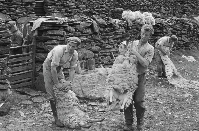 Framed Print : Sheep Shearing In Snowdonia Framed Print : Sheep Shearing In Snowdonia