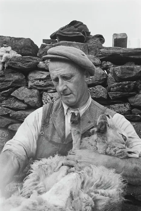 Framed Print : Sheep Shearing In Snowdonia