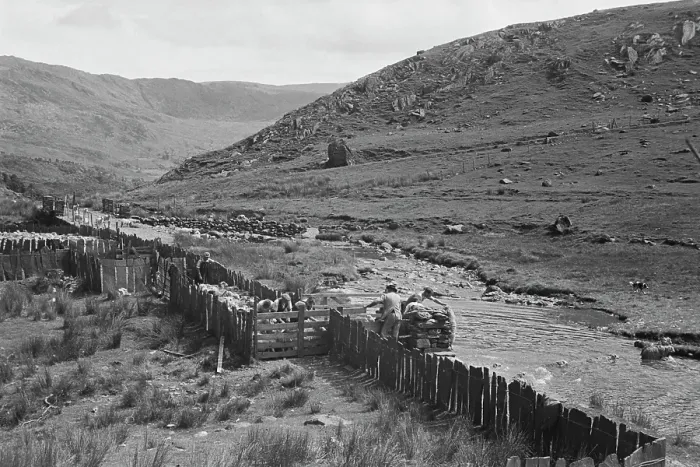 Framed Print : Sheep Shearing In Snowdonia Framed Print : Sheep Shearing In Snowdonia