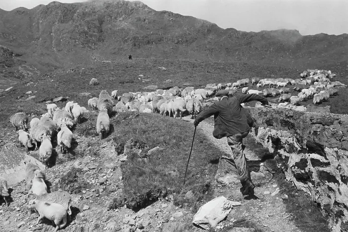 Framed Print : Sheep Shearing In Snowdonia Framed Print : Sheep Shearing In Snowdonia