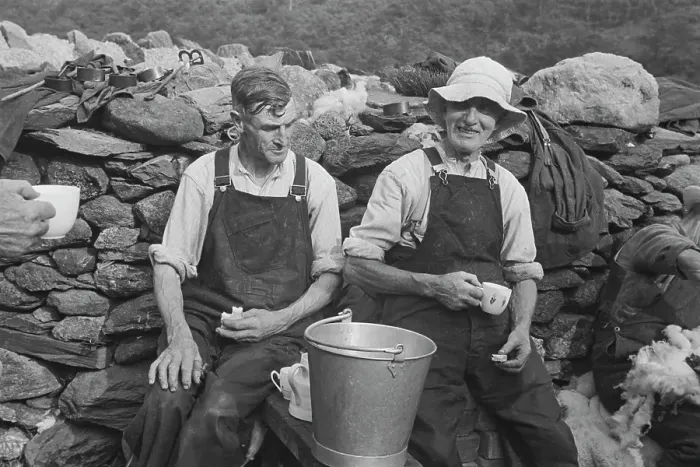 Framed Print : Sheep Shearing In Snowdonia