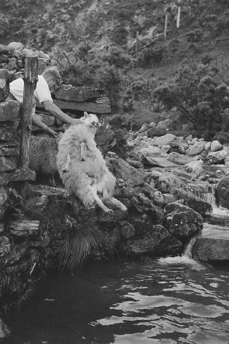 Framed Print : Sheep Shearing In Snowdonia Framed Print : Sheep Shearing In Snowdonia