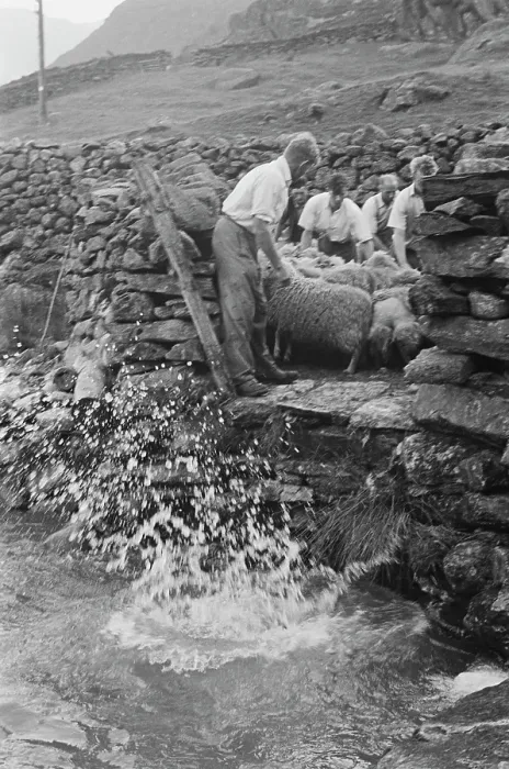 Framed Print : Sheep Shearing In Snowdonia