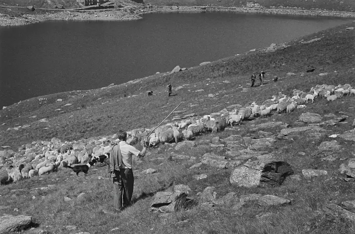 Framed Print : Sheep Shearing In Snowdonia Framed Print : Sheep Shearing In Snowdonia