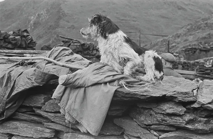 Framed Print : Sheep Shearing In Snowdonia Framed Print : Sheep Shearing In Snowdonia