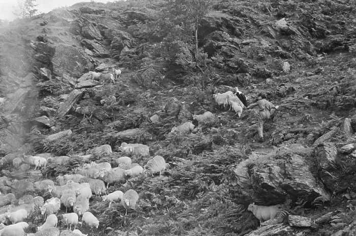 Framed Print : Sheep Shearing In Snowdonia Framed Print : Sheep Shearing In Snowdonia