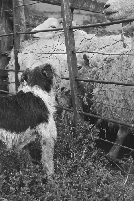 Framed Print : Sheep Shearing In Snowdonia Framed Print : Sheep Shearing In Snowdonia