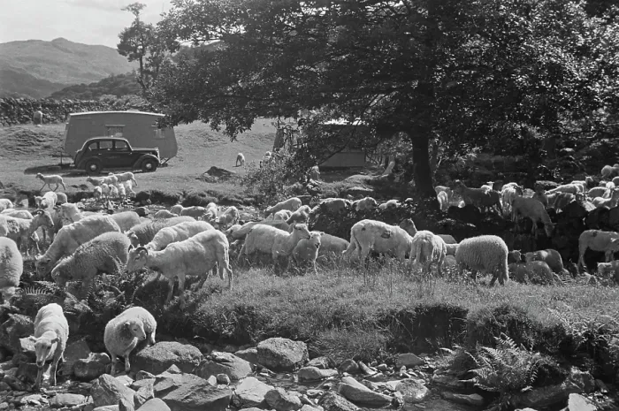 Framed Print : Sheep Shearing In Snowdonia Framed Print : Sheep Shearing In Snowdonia