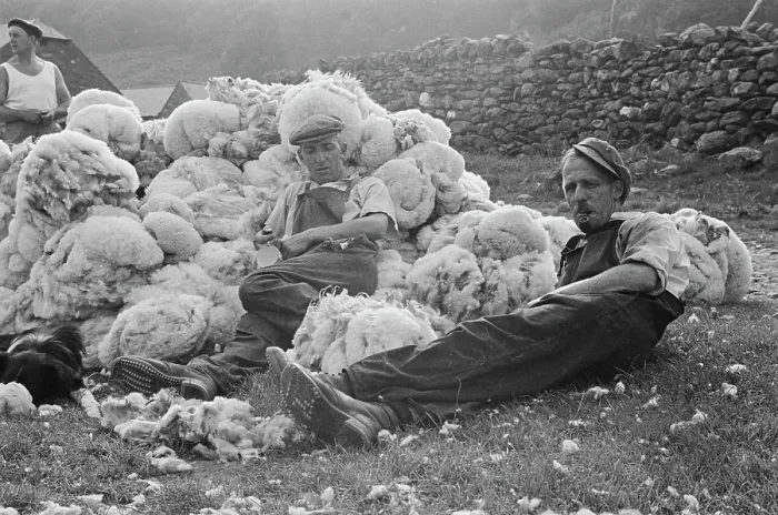 Framed Print : Sheep Shearing In Snowdonia Framed Print : Sheep Shearing In Snowdonia