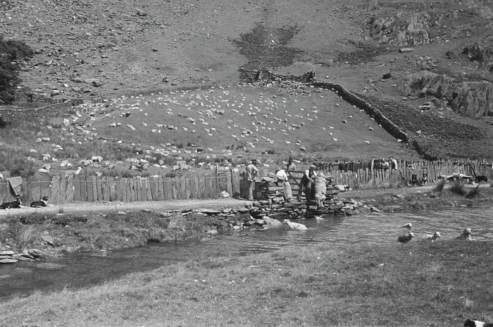 Framed Print : Sheep Shearing In Snowdonia