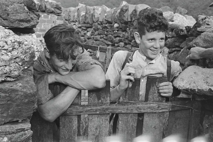 Framed Print : Sheep Shearing In Snowdonia