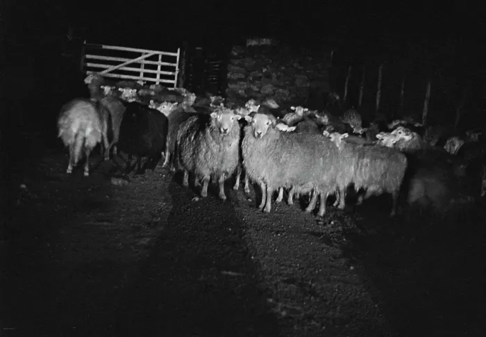 Framed Print : Sheep Shearing In Snowdonia Framed Print : Sheep Shearing In Snowdonia