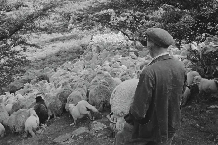 Framed Print : Sheep Shearing In Snowdonia