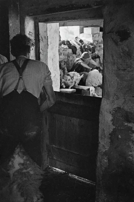 Framed Print : Sheep Shearing In Snowdonia