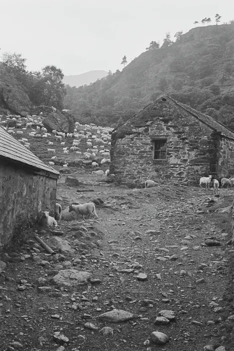 Framed Print : Sheep Shearing In Snowdonia Framed Print : Sheep Shearing In Snowdonia