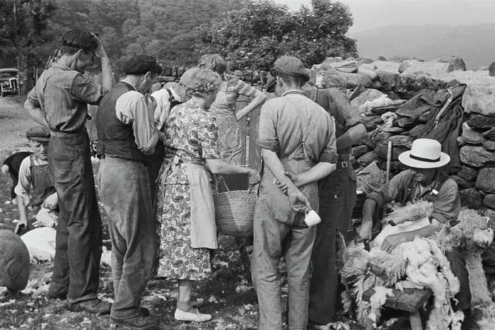 Framed Print : Sheep Shearing In Snowdonia