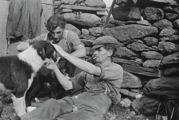 Framed Print : Sheep Shearing In Snowdonia Framed Print : Sheep Shearing In Snowdonia