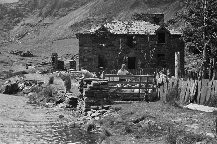 Framed Print : Sheep Shearing In Snowdonia Framed Print : Sheep Shearing In Snowdonia