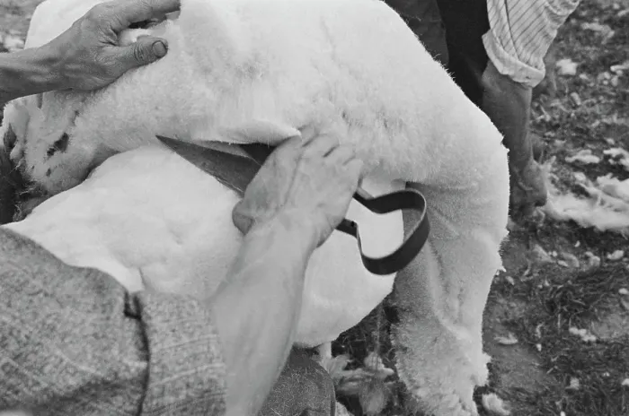 Framed Print : Sheep Shearing In Snowdonia Framed Print : Sheep Shearing In Snowdonia