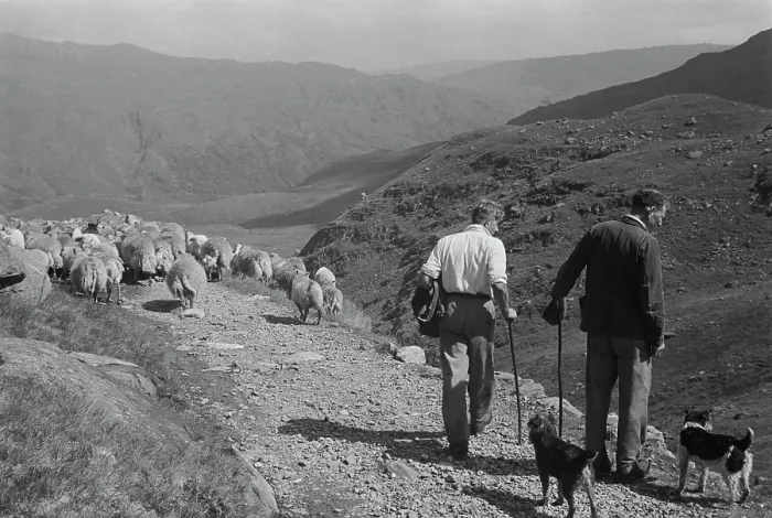 Framed Print : Sheep Shearing In Snowdonia Framed Print : Sheep Shearing In Snowdonia