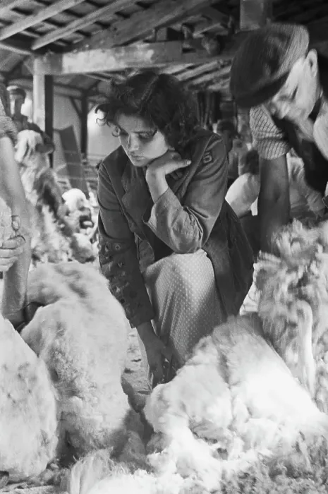 Framed Print : Sheep Shearing In Snowdonia Framed Print : Sheep Shearing In Snowdonia