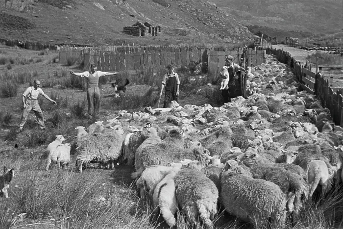 Framed Print : Sheep Shearing In Snowdonia Framed Print : Sheep Shearing In Snowdonia