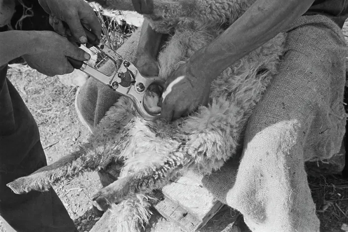 Framed Print : Sheep Shearing In Snowdonia Framed Print : Sheep Shearing In Snowdonia