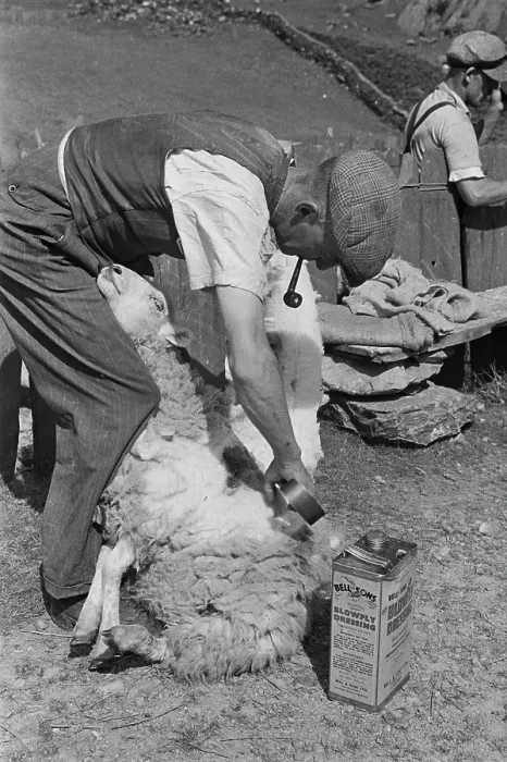 Framed Print : Sheep Shearing In Snowdonia Framed Print : Sheep Shearing In Snowdonia