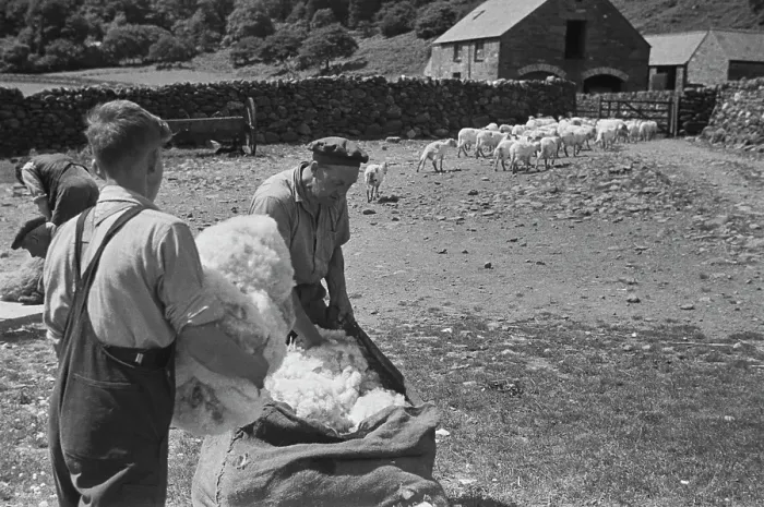 Framed Print : Sheep Shearing In Snowdonia Framed Print : Sheep Shearing In Snowdonia