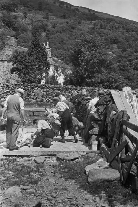 Framed Print : Sheep Shearing In Snowdonia Framed Print : Sheep Shearing In Snowdonia