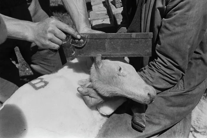 Framed Print : Sheep Shearing In Snowdonia Framed Print : Sheep Shearing In Snowdonia