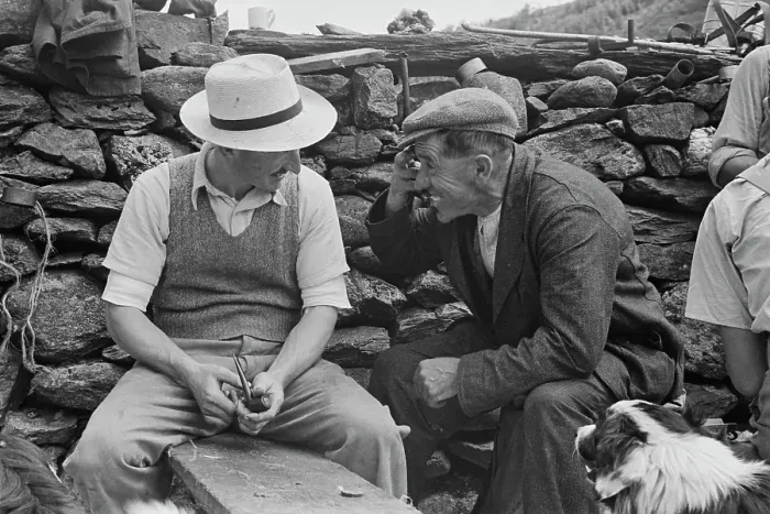 Framed Print : Sheep Shearing In Snowdonia Framed Print : Sheep Shearing In Snowdonia