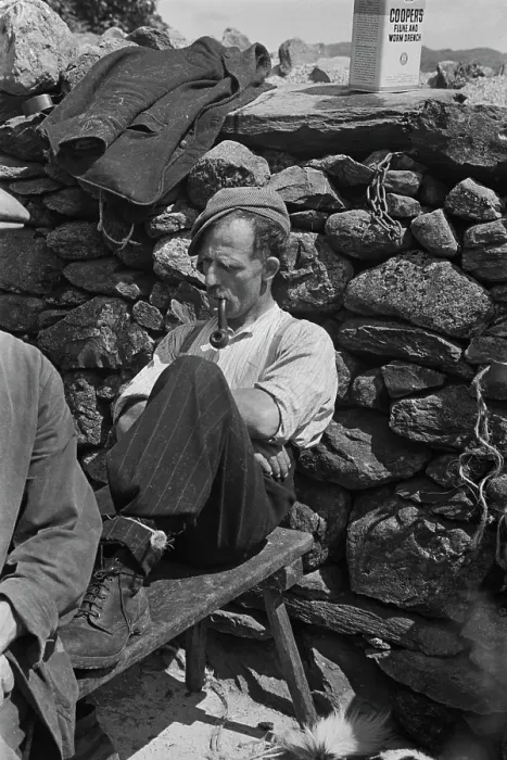 Framed Print : Sheep Shearing In Snowdonia Framed Print : Sheep Shearing In Snowdonia