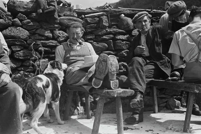 Framed Print : Sheep Shearing In Snowdonia Framed Print : Sheep Shearing In Snowdonia