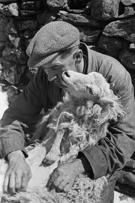 Framed Print : Sheep Shearing In Snowdonia Framed Print : Sheep Shearing In Snowdonia