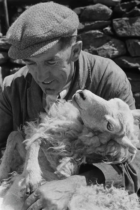 Framed Print : Sheep Shearing In Snowdonia Framed Print : Sheep Shearing In Snowdonia