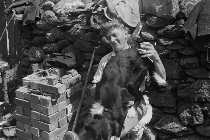 Framed Print : Sheep Shearing In Snowdonia Framed Print : Sheep Shearing In Snowdonia