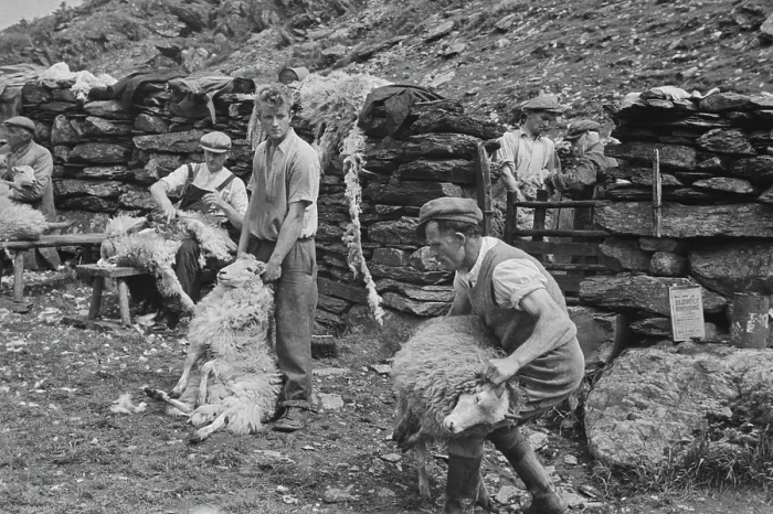 Framed Print : Sheep Shearing In Snowdonia Framed Print : Sheep Shearing In Snowdonia