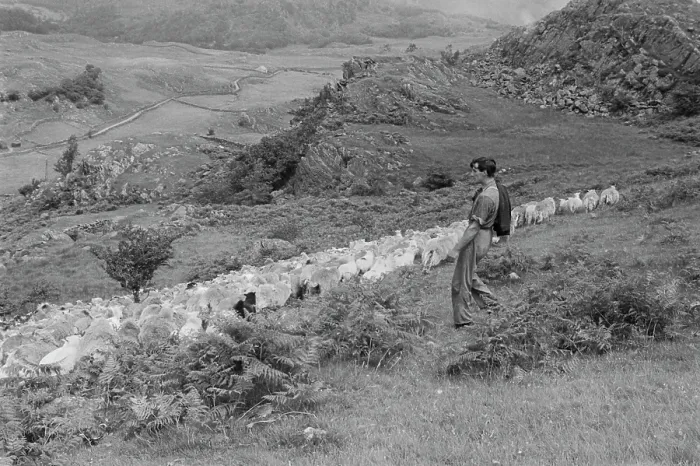 Framed Print : Sheep Shearing In Snowdonia Framed Print : Sheep Shearing In Snowdonia