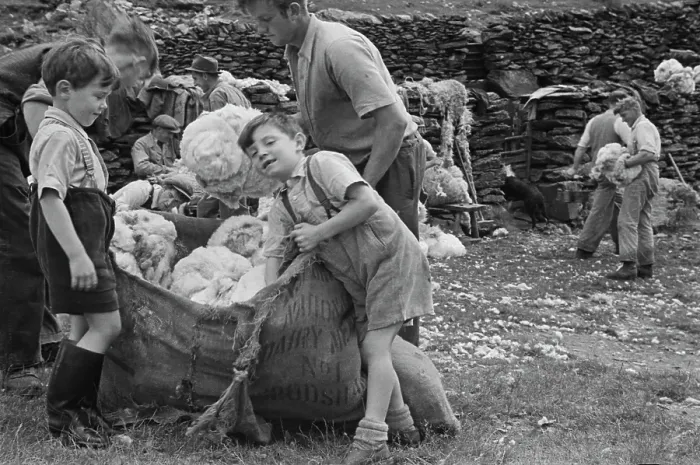 Framed Print : Sheep Shearing In Snowdonia Framed Print : Sheep Shearing In Snowdonia