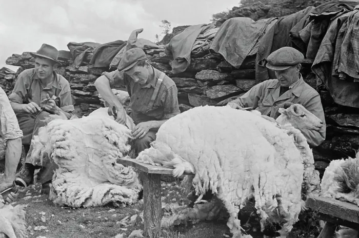 Framed Print : Sheep Shearing In Snowdonia Framed Print : Sheep Shearing In Snowdonia